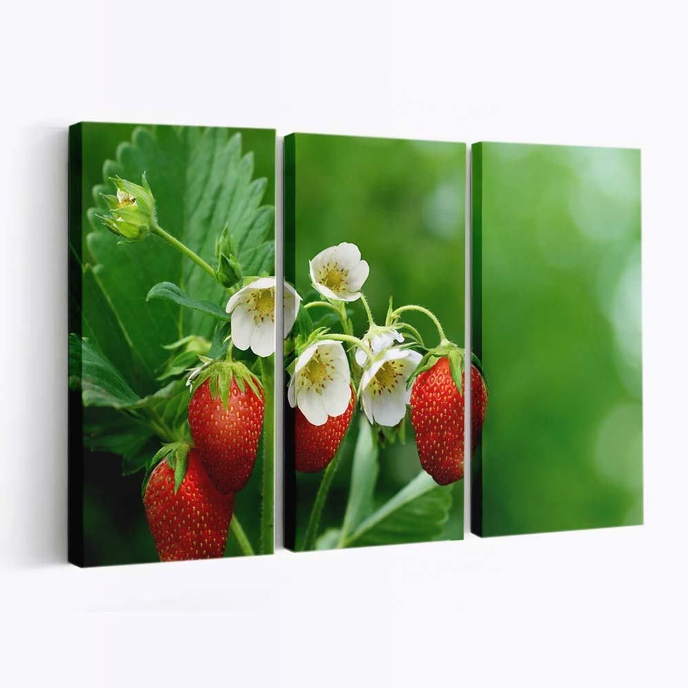 strawberry plant with flowers and fruits wallpaper
